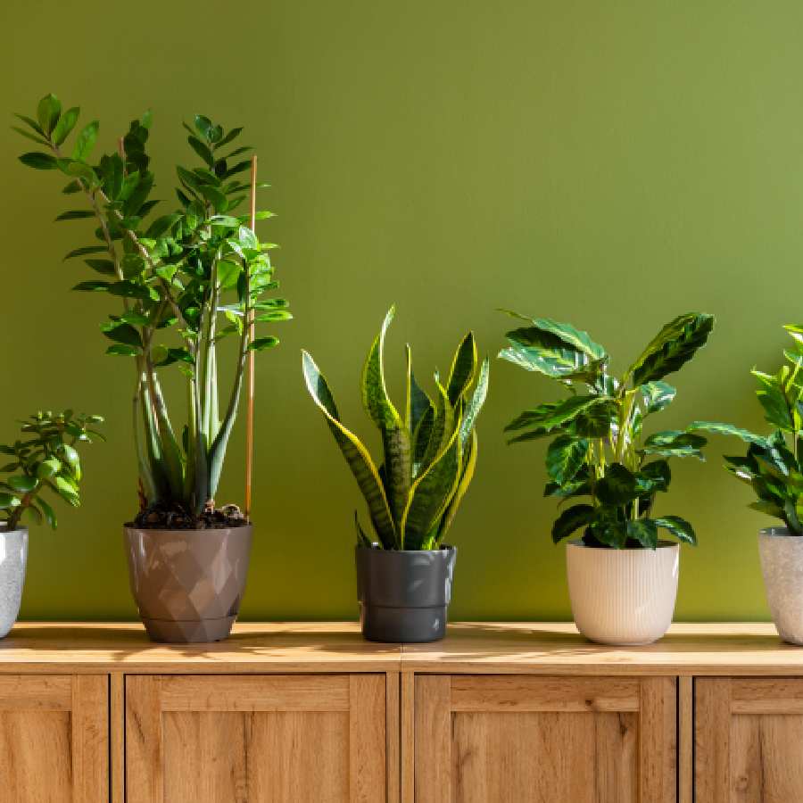 ছবি: সংগৃহীত।