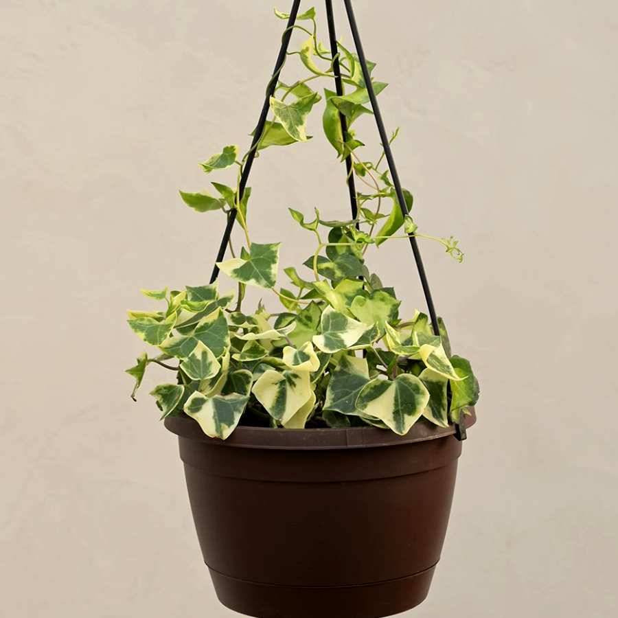 ইংলিশ আইভি  গাছ ঘরে রাখতে পারেন।