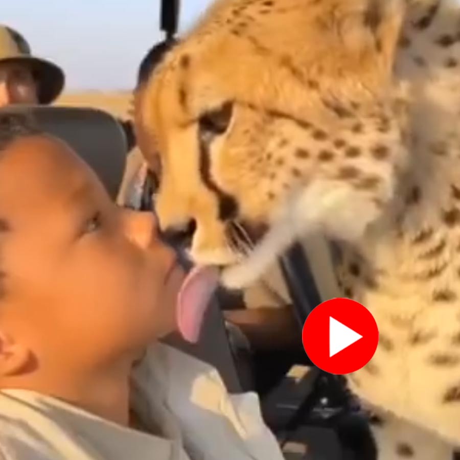 child shows courage in front of a leopard