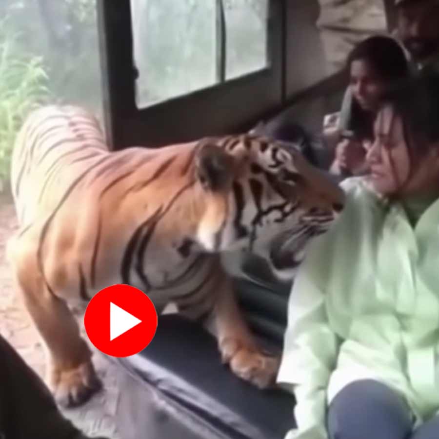 Video of tiger standing in front of tourist inside safari vehicle raised question dgtl