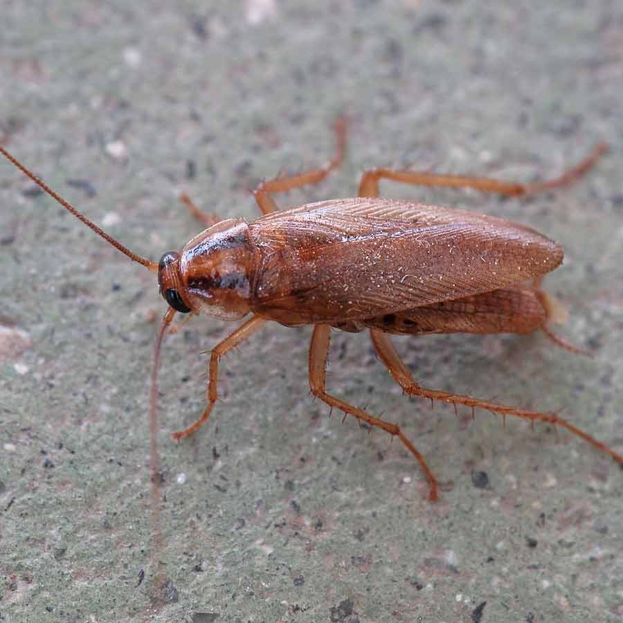 Woman accidentally kills neighbour while trying to kill cockroaches in South Korea dgtl