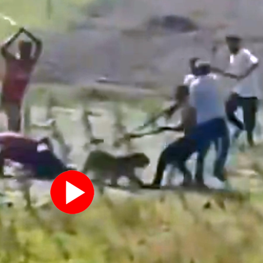 Video of leopard attacking villagers in Himachal Pradesh goes viral dgtl