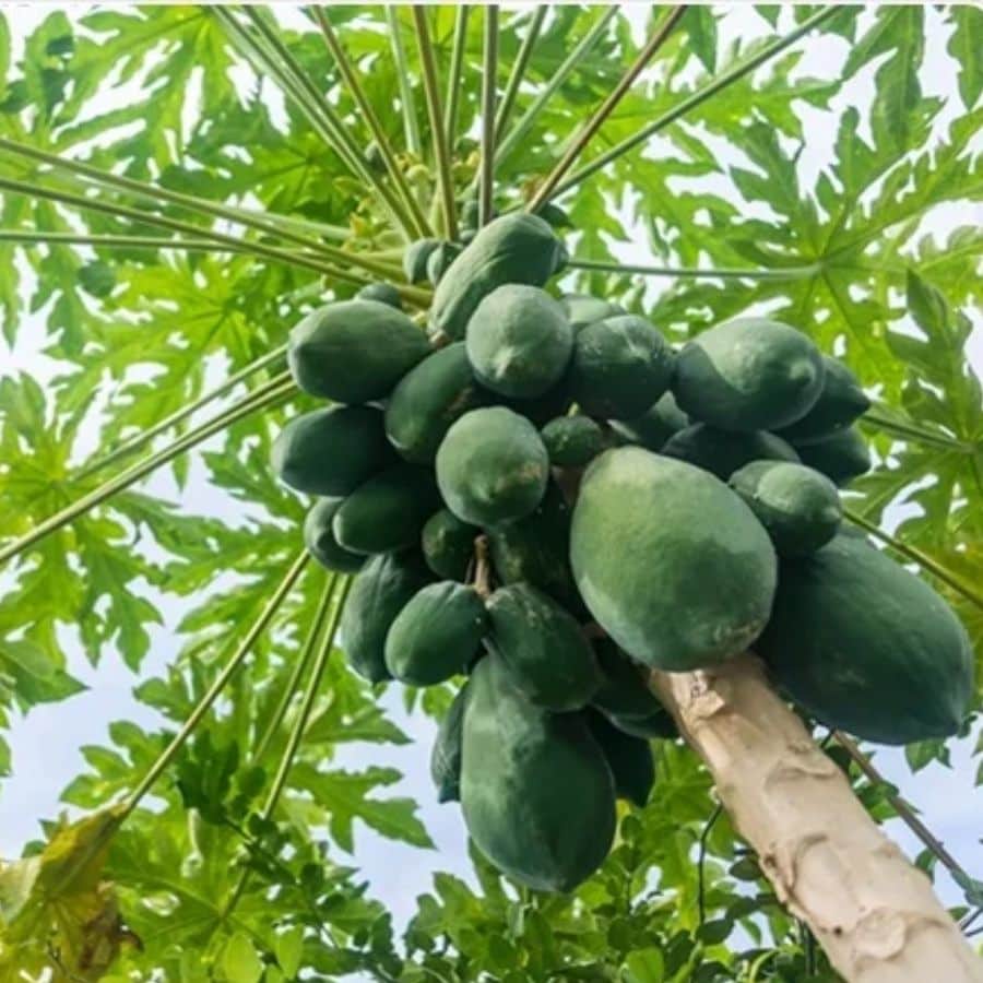 নিঃসন্দেহে এগুলি খুবই কার্যকর। তবে জানেন কি, প্রতি দিন একটু করে পাকা পেঁপে খেলে, পেটের সমস্যা পিছু ছাড়তে বাধ্য। 