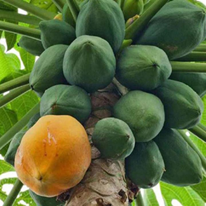  পেঁপের মধ্যে থাকে পাপাইন নামক এক ধরনের যৌগ। খাবার হজম করতে সাহায্য করে এটি। 