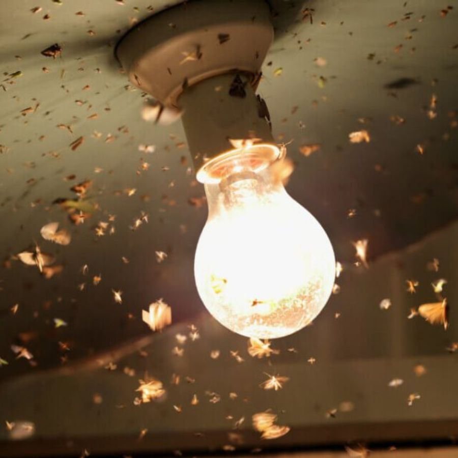 how to control insects around lights after Kali Puja 2025 dgtl