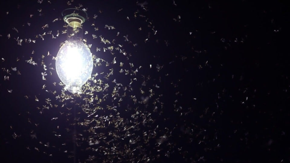 আলোর রং বদলান: সাদা রঙের বা উজ্জ্বল আলো পোকাদের বেশি টানে। তাই, সেই আলো বদলে হলুদ বা মৃদু হলদেটে আলো ব্যবহার করুন। হলুদ আলোর প্রতি পোকার আকর্ষণ তুলনায় অনেকটা কম হয়।