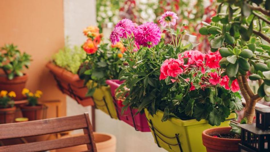 গাছের যত্ন নিন: ব্যালকনি বা ছাদে গাছ থাকলে সেগুলির পরিচর্যা করুন। গাছের পাতা ছোট করে কেটে দিন। পাতার ভিড়ে পোকারা বাসা বাঁধতে পারবে না।