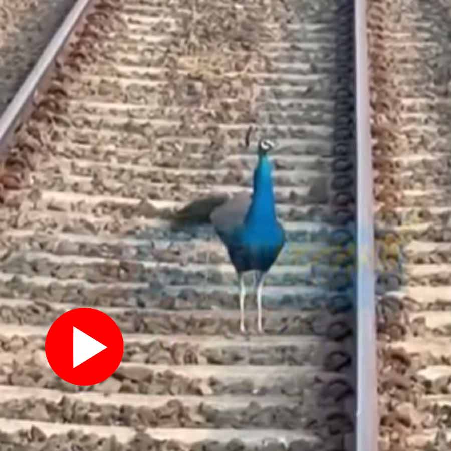 Video of peacock strolling in Karjat-Khopoli railway tracks in Mumbai goes viral dgtl