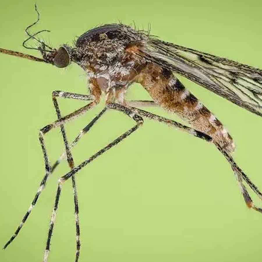 কুলিসেটা অ্যানুলাটা মশা। সম্প্রতি এই প্রজাতির তিনটি মশা পাওয়া গিয়েছে আইসল্যান্ডে।