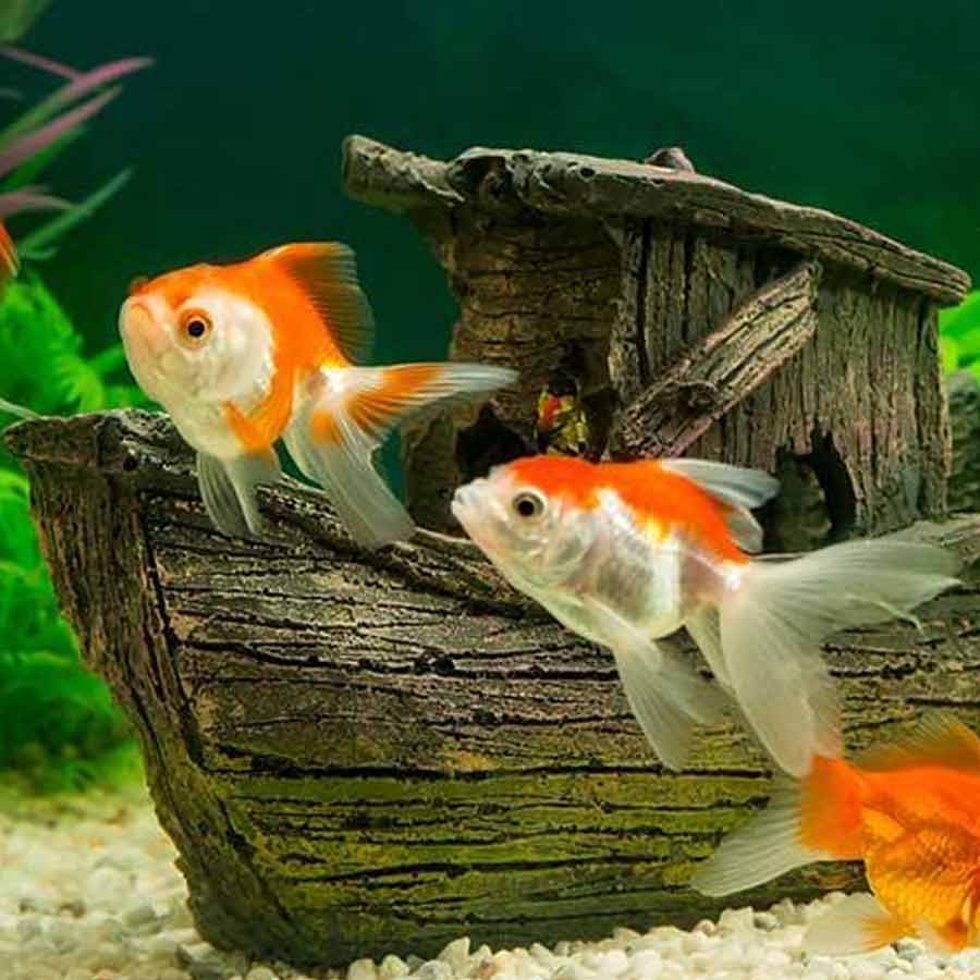5 essential things you must know before getting a goldfish