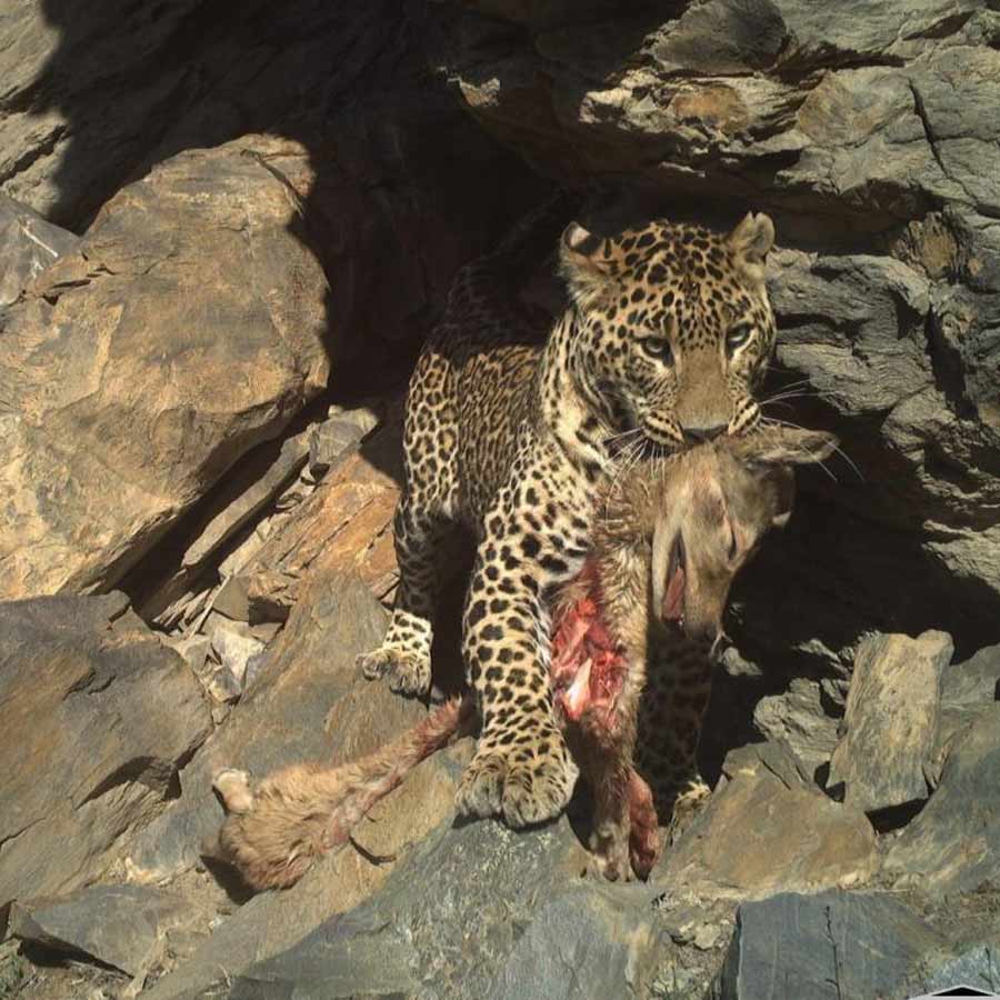 As per Forest Department, Snow leopard population is increasing in Himachal Pradesh