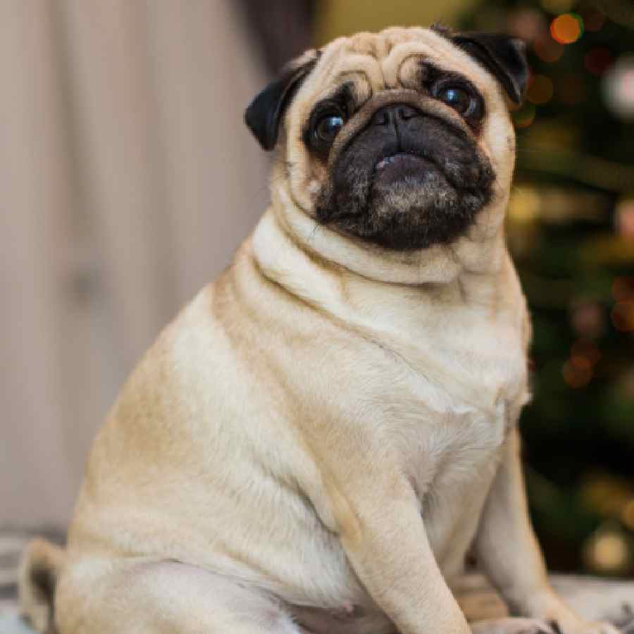 3 Pet care task could easily over looked by pet parents dgtl