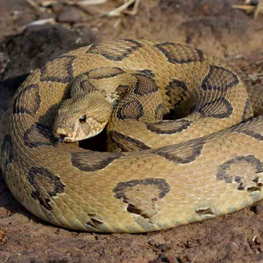 Residents of nabadwip worried as oppression of snakes rises due to more rainfall