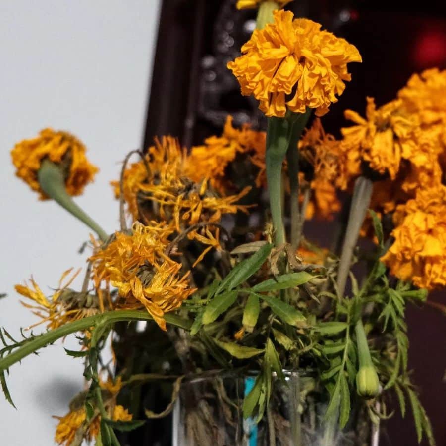 কিন্তু জানেন কি, বাসি ফুল মানেই কিন্তু আবর্জনার বস্তু নয়।