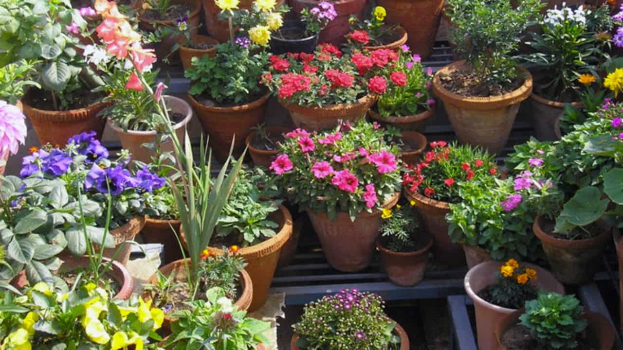  যদি বাগান পরিচর্যার শখ থাকে, তা হলে এই পুজোয় ব্যবহৃত ফুলই হবে আপানার জন্য মোক্ষম বস্তু। 