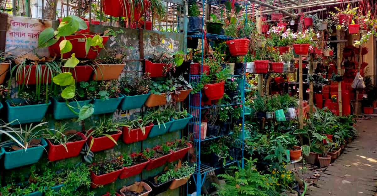 ঘরোয়া পদ্ধতিতেই বানিয়ে ফেলতে পারেন সার। জেনে নিন প্রণালী। 