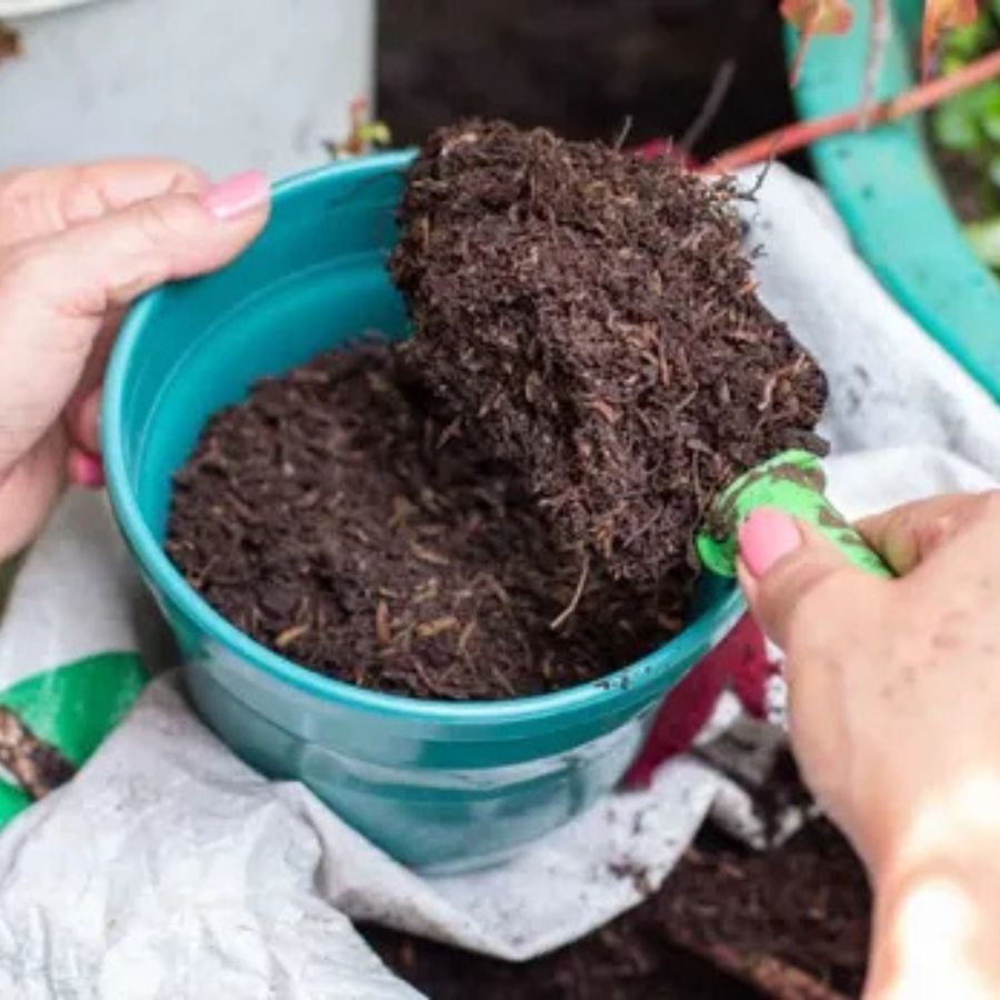 আবার সারের পরিমাণটাও বুঝে নেওয়া প্রয়োজন। অতিরিক্ত সারের কারণেও ক্ষতি হতে পারে গাছের।