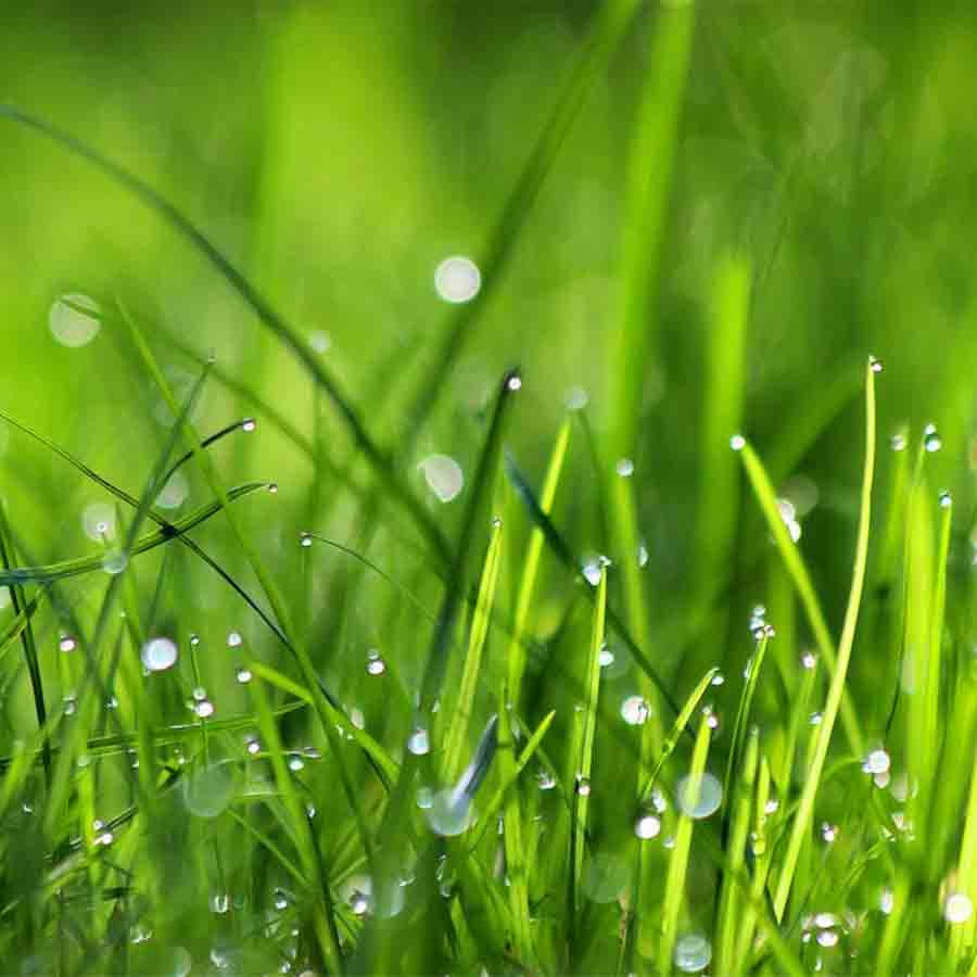 poet Jibanananda Das glorified late autumn  season the most