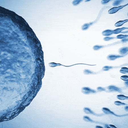 Scientists Discover How Sperm Swim Through Thick Fluids by Bending Physics Rules dgtl