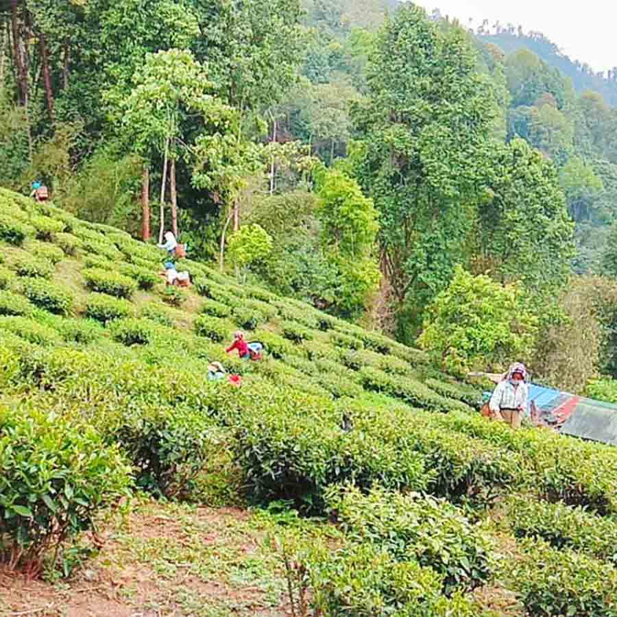 Graduates can pursue Postgraduate Diploma in Tea Management from North Bengal University Dgtl