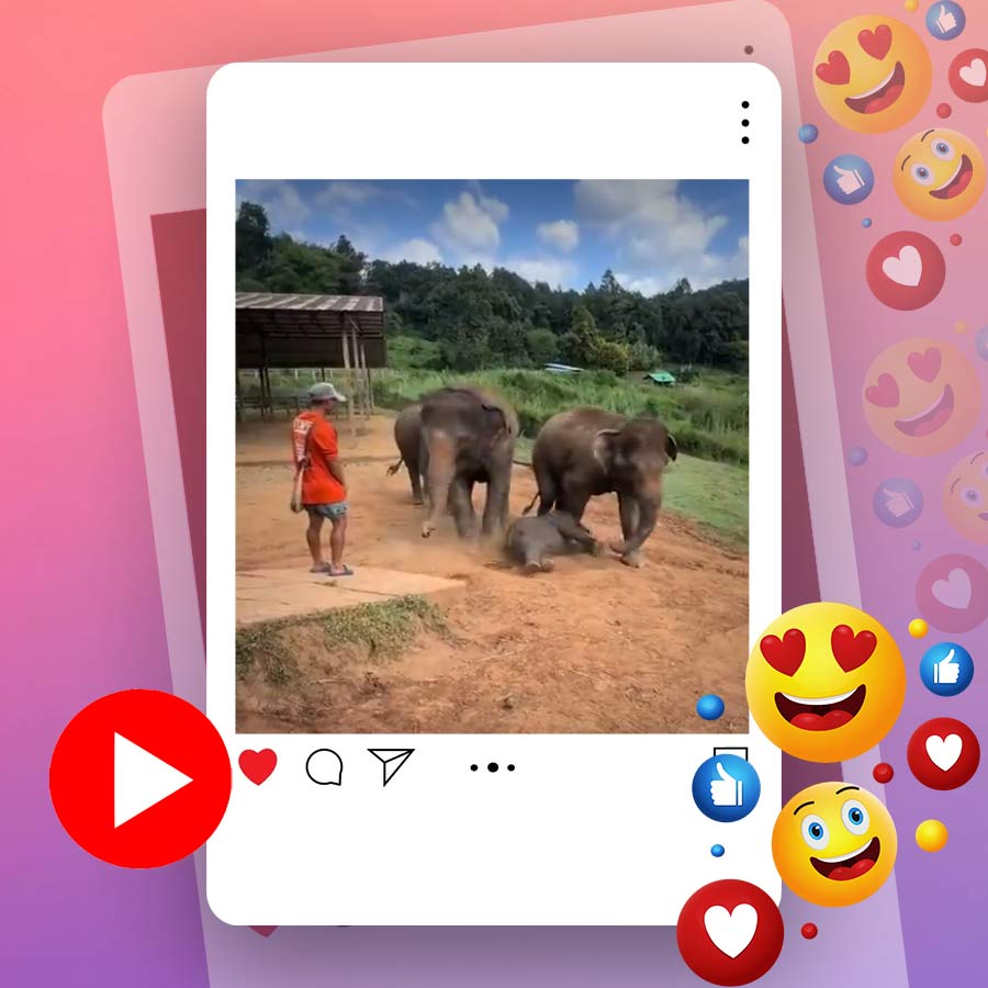 Video of mother elephant shouting at man for letting its child fall goes viral dgtl