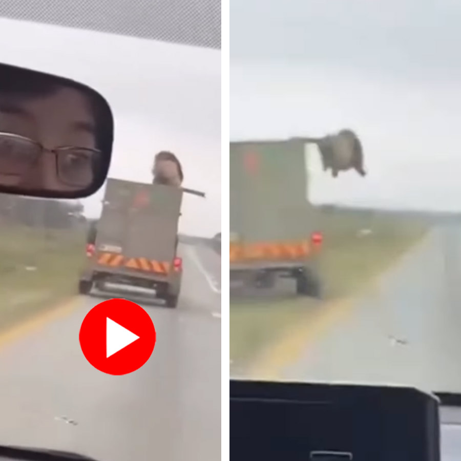 a lion jumps from a moving truck