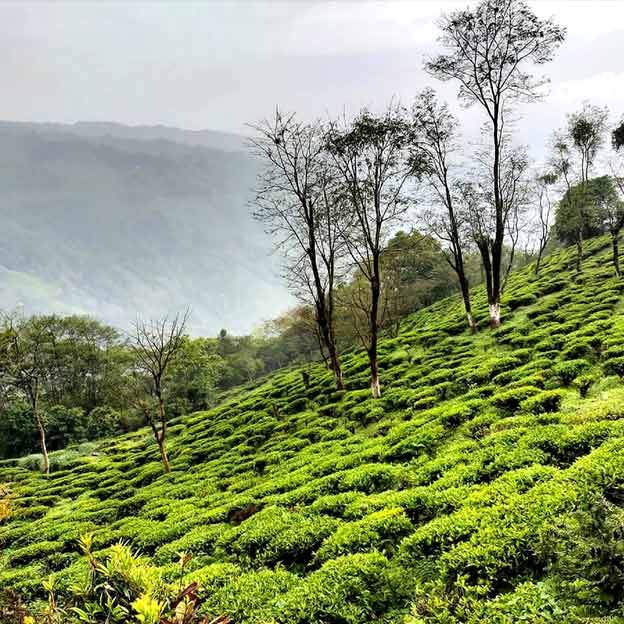 চা-বাগানে থাকার জায়গা। রয়েছে ঝর্নাও। কালেজ ভ্যালি যেন ক্যানভাসে আঁকা ছবি।