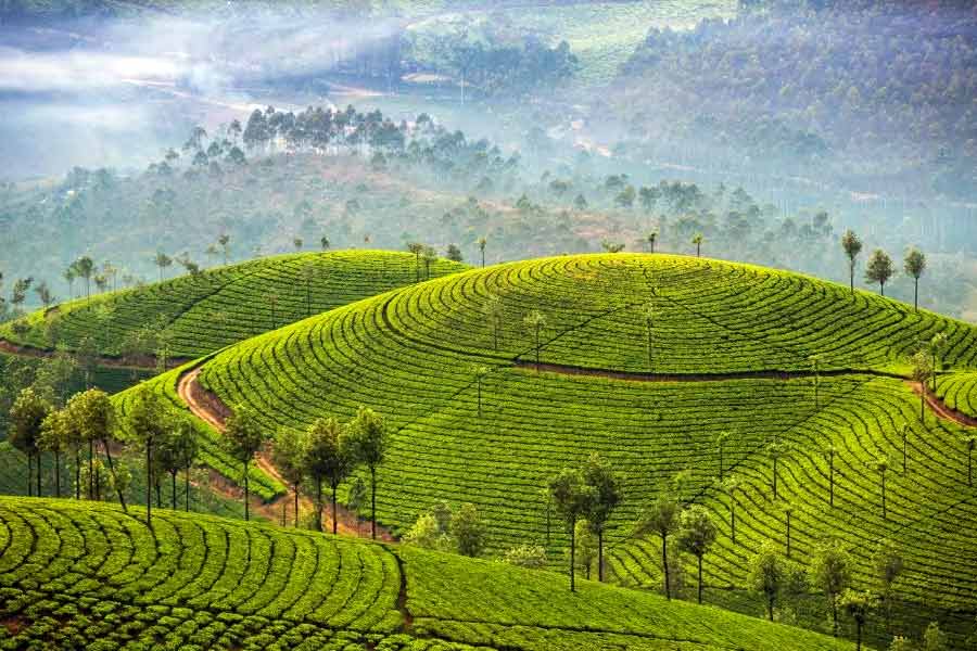 মুন্নারের সৌন্দর্য শুধু চা-বাগানেই সীমিত নয়। রয়েছে ঝর্না, অরণ্য, ড্যাম।