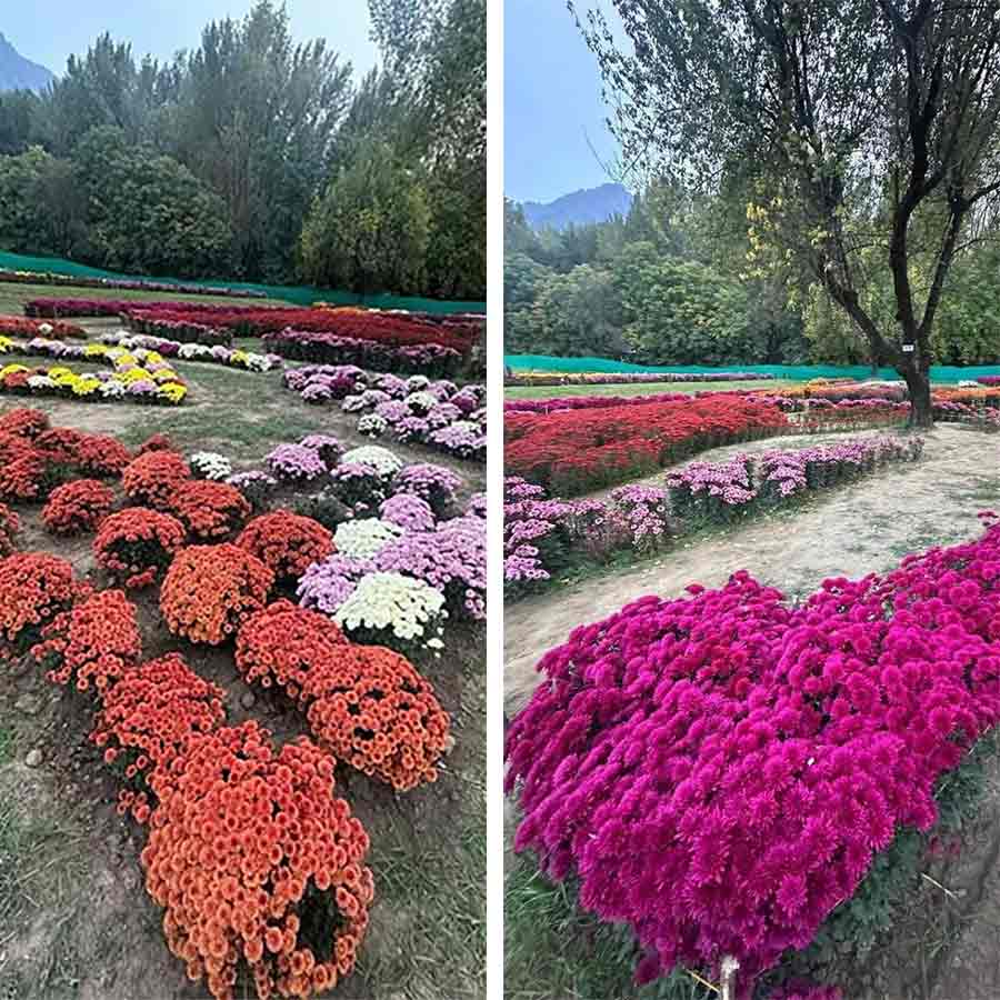 Jammu And Kashmir CM inaugurates first Chrysanthemum Garden in Srinagar