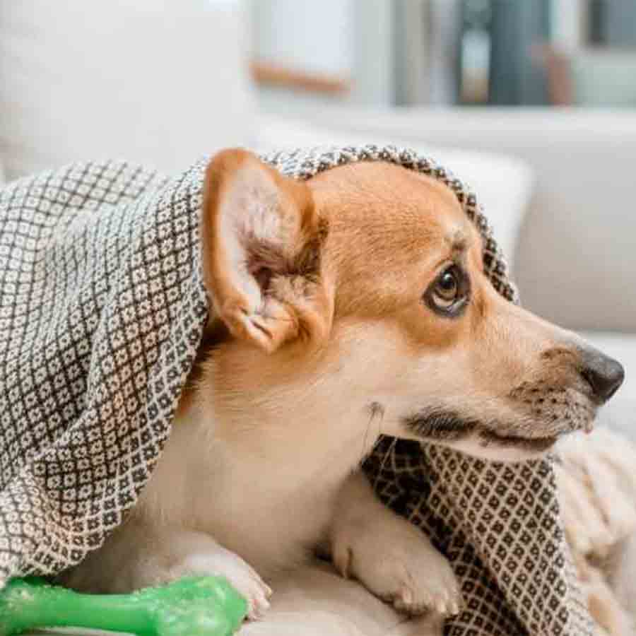 —প্রতিনিধিত্বমূলক ছবি।