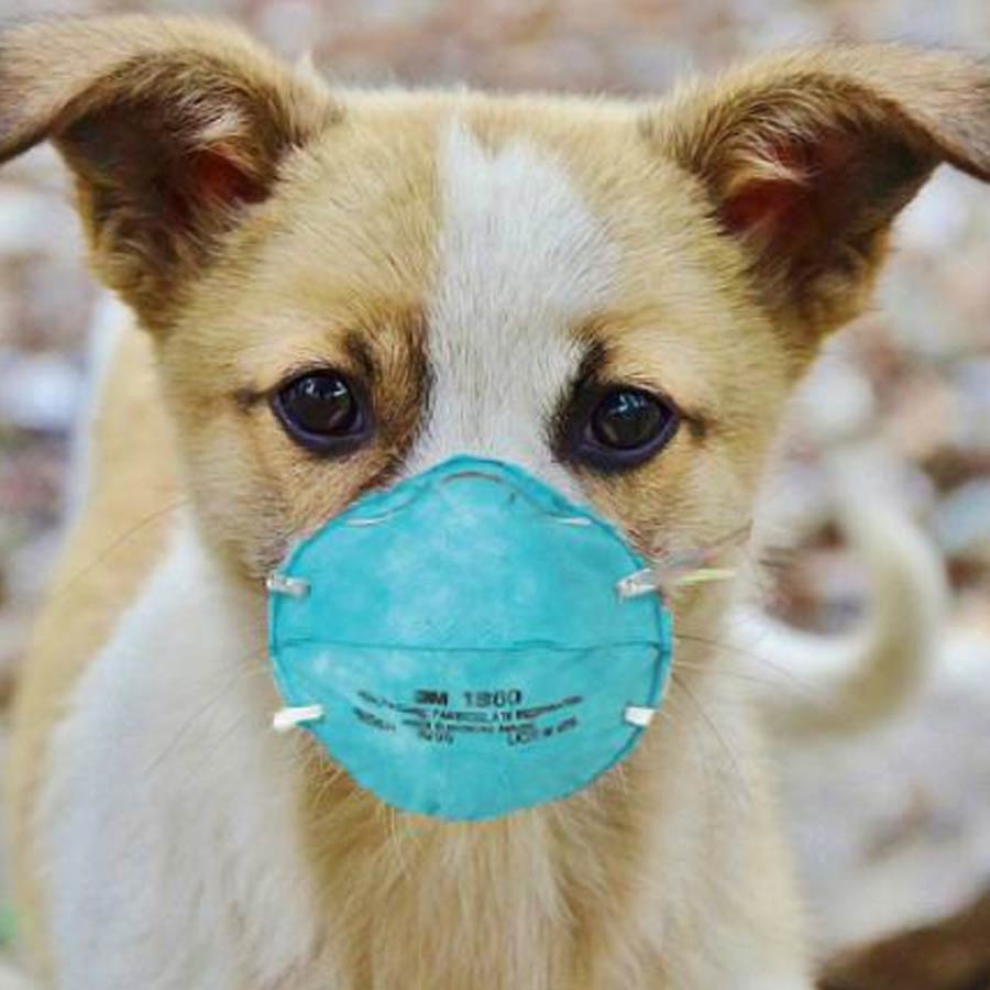 How to take care pets amid rising air pollution dgtl