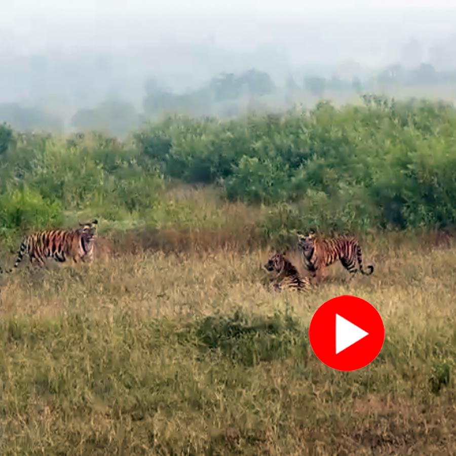 Video of three tiger cubs hunting deer at Panna Tiger Reserve in Madhya Pradesh goes viral dgtl