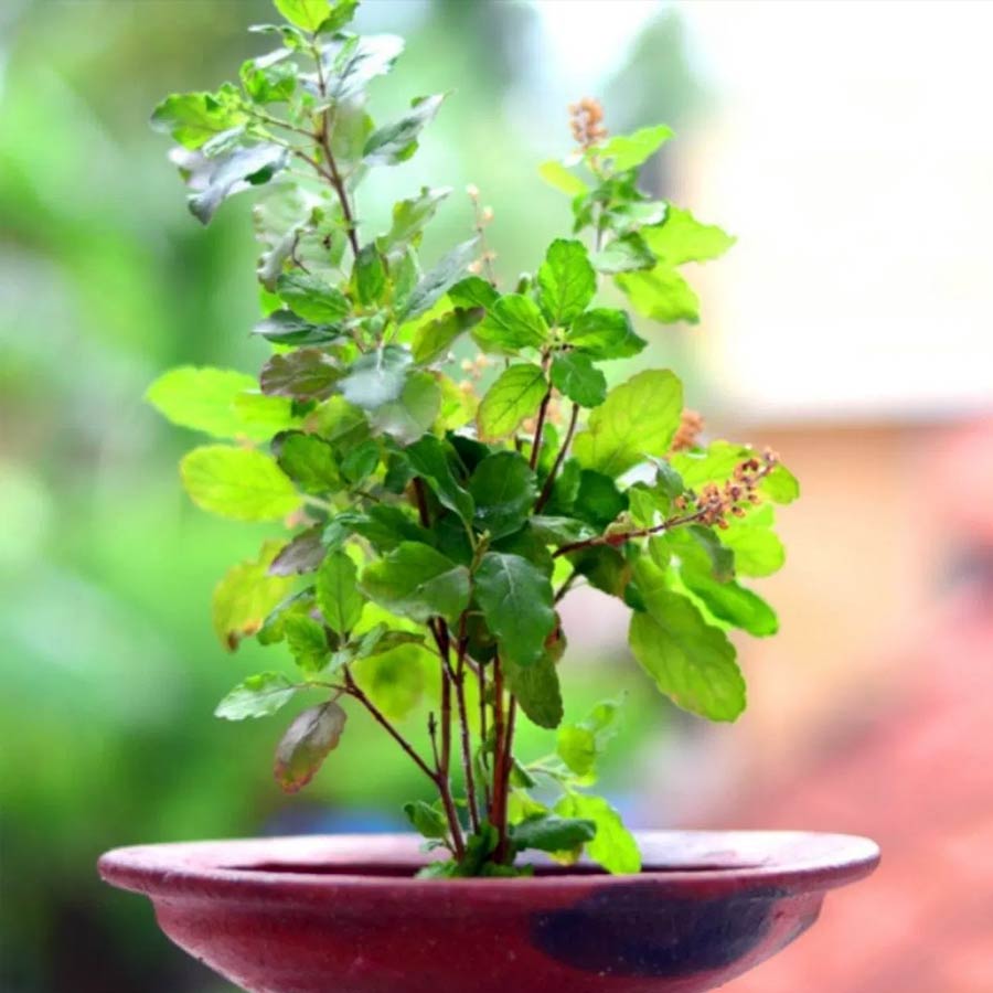 How to care for your struggling Tulsi plant at home