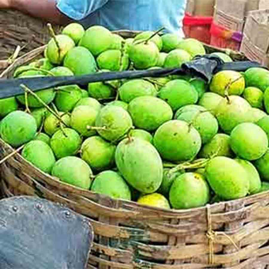 মালদহের আম নিয়ে সমস্যা।