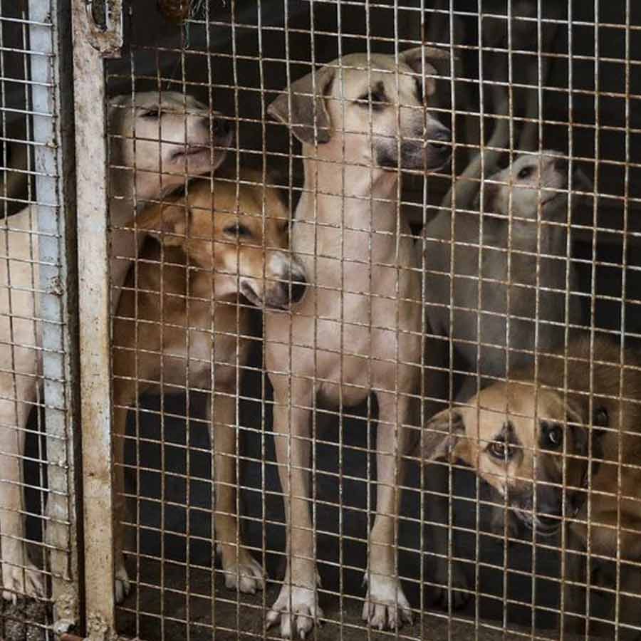 Many citizens write to Supreme Court against stray dog order dgtl