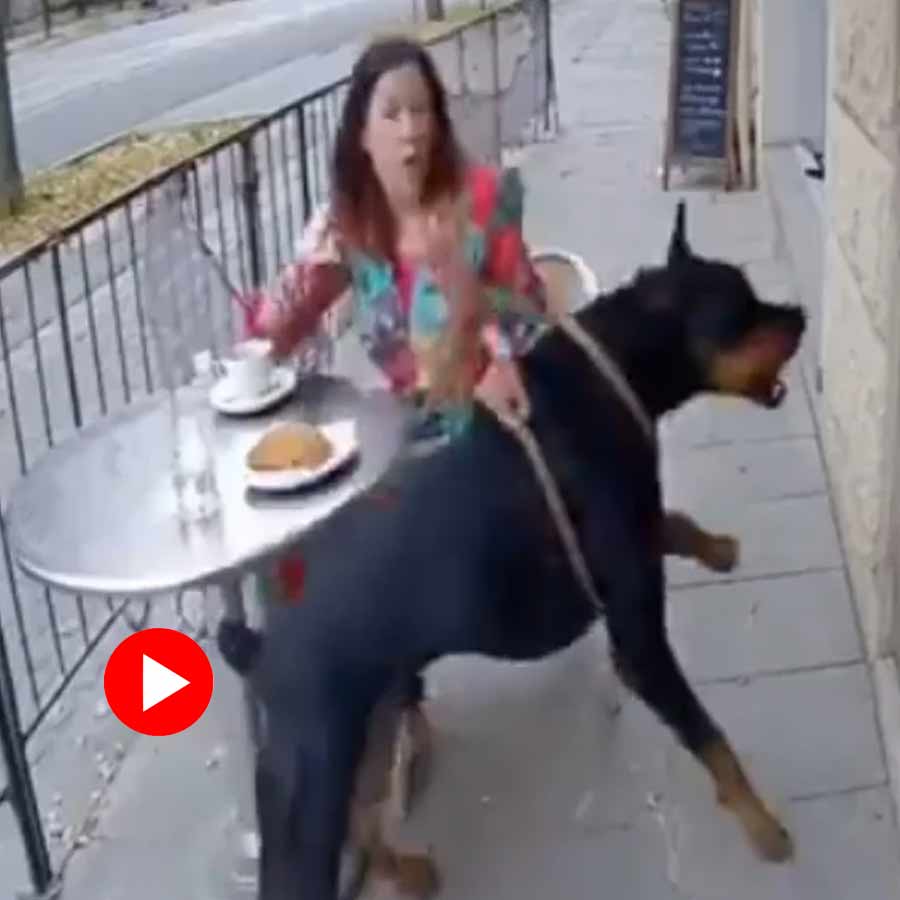 Video shows pet dog saves woman’s life from accident