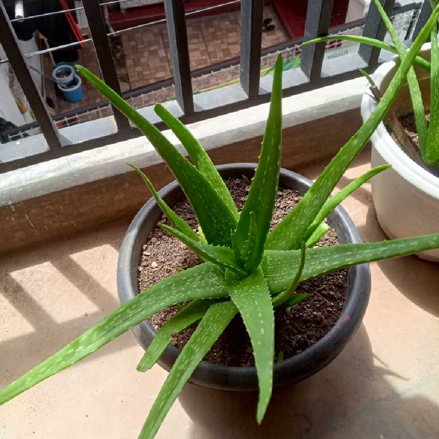 ত্বক পরিচর্যা থেকে রোগা হওয়ার দাওয়াই! বাড়িতে অ্যালো ভেরা গাছ লাগাতে হলে মানতে হবে ৫ নিয়ম