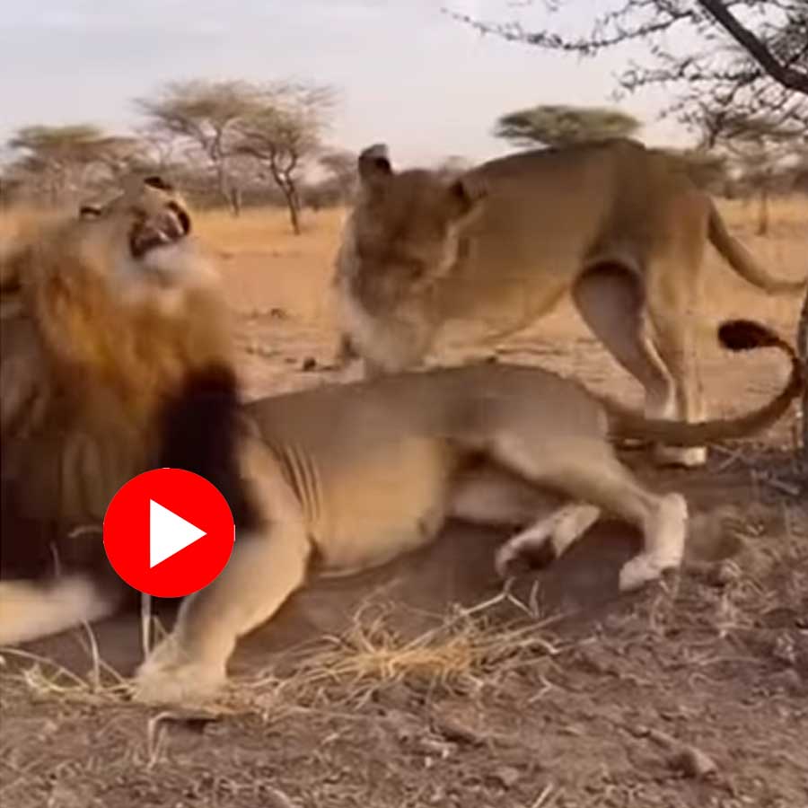 Video of lioness slapping its partner for sleeping goes viral dgtl