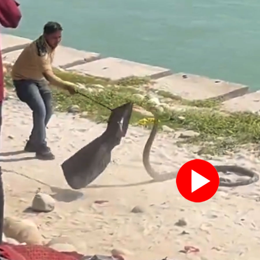 12 foot King Cobra spotted in a Haridwar