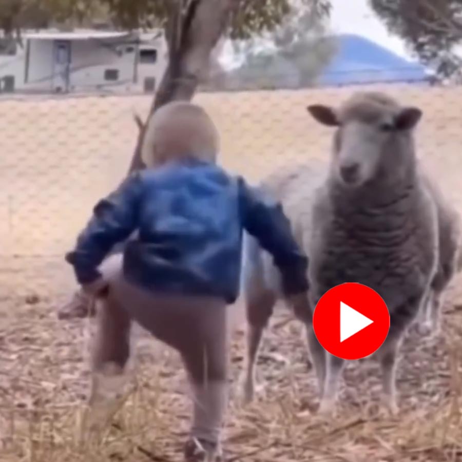 Video of sheep mimicking child’s behavior goes viral dgtl