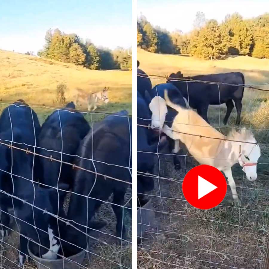 Video of donkey fighting with cows for food goes viral dgtl
