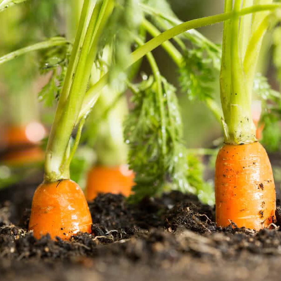 How to grow carrot in your home garden dgtl