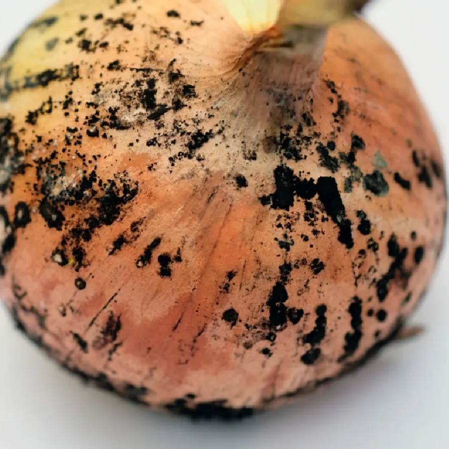 Olatni jinsiy olatni ichiga qanday kiritish haqida video