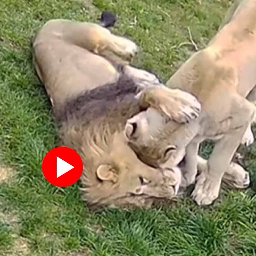 Video of lioness cuddling with lion inside zoo goes viral dgtl