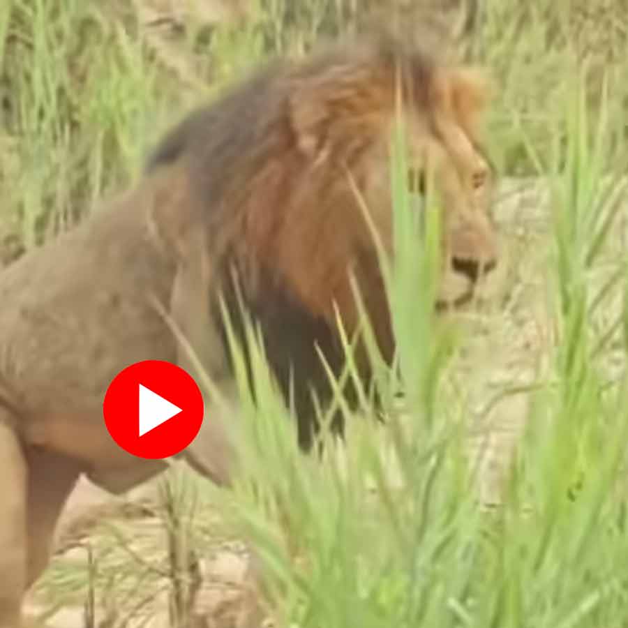 Video Shows lion fears after seeing crocodile in Jungle River