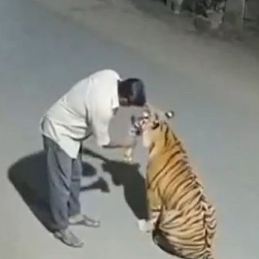 Is the viral video of a man petting a Tiger and feeding is alcohol is real or AI? Questions arise