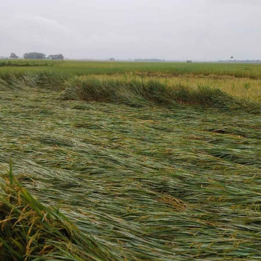 Paddy farmers worried about this untimely rainfall at kalna