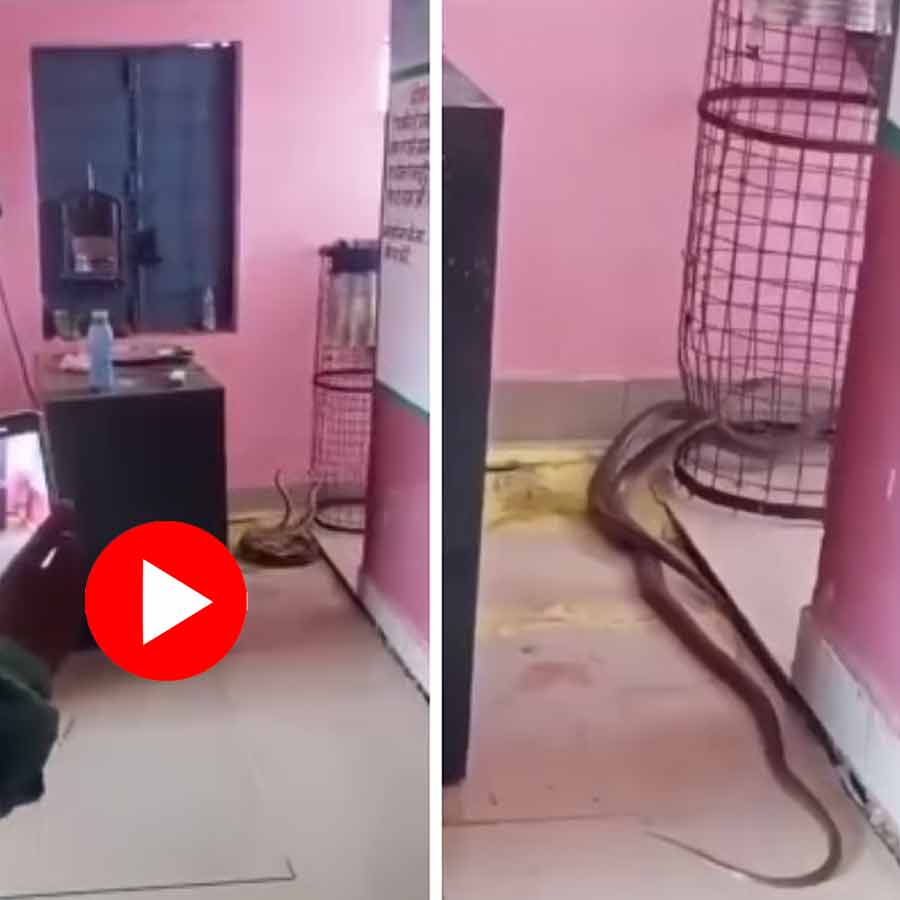 Video shows two cobras enters primary school in Madhya Pradesh’s Gwalior
