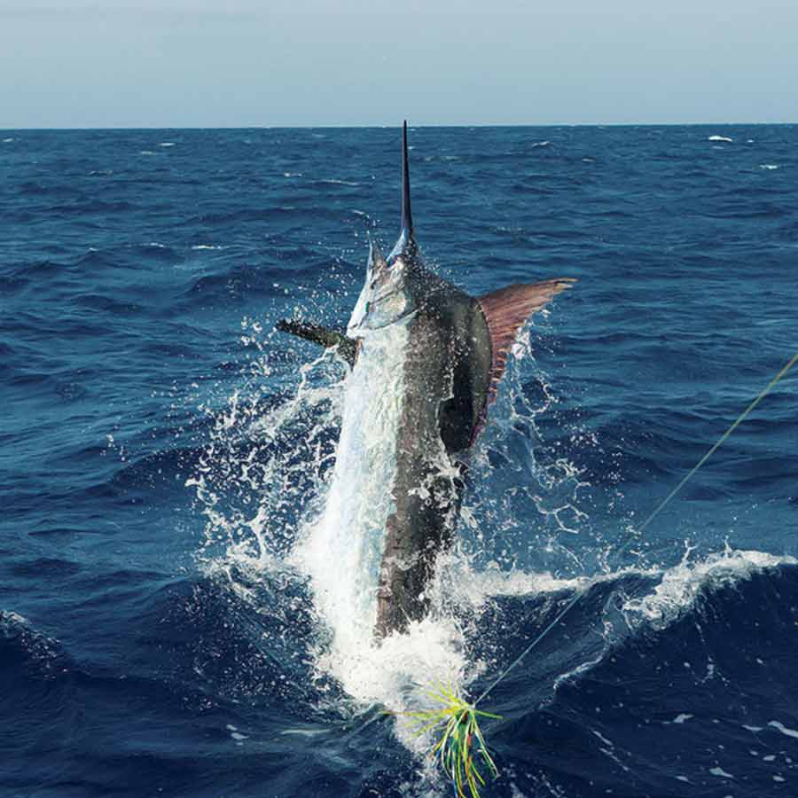 Cod War happened in 1958 to 1978 