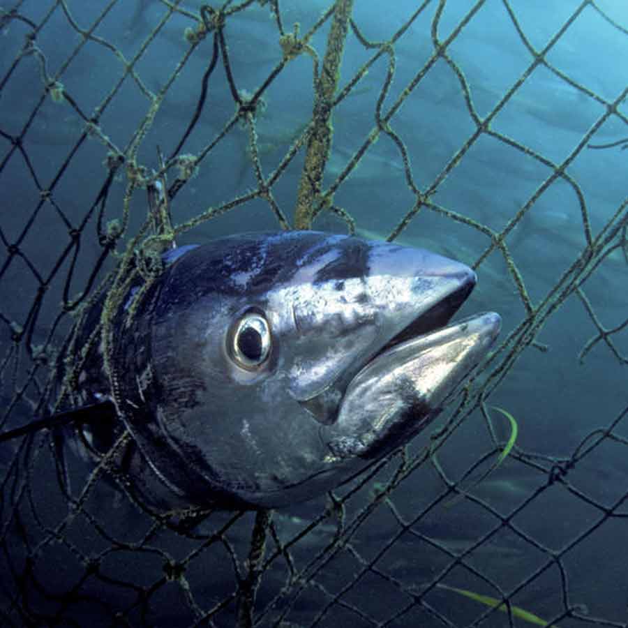 Cod War happened in 1958 to 1978 